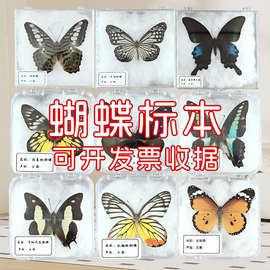 蝴蝶標(biāo)本 自然科學(xué)教學(xué)中的生動(dòng)課堂
